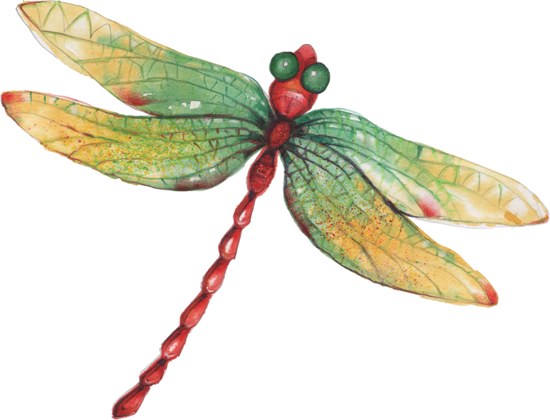 hand drawn Dragonfly