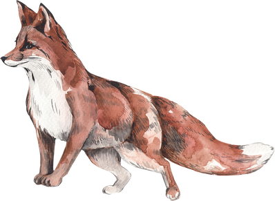 Fox animal watercolor illustration