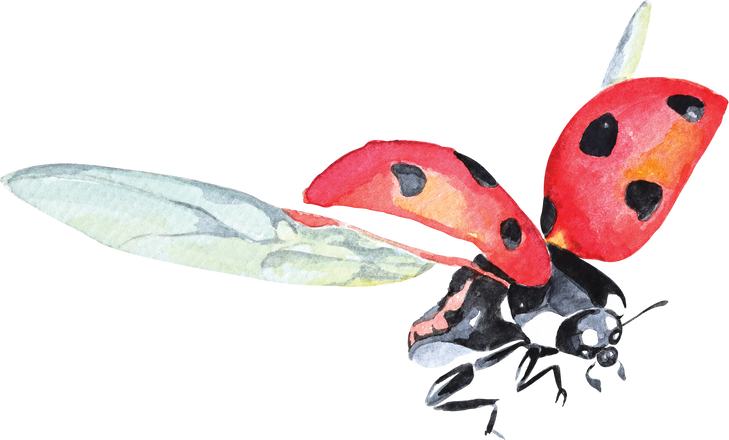 Ladybug Watercolor 1